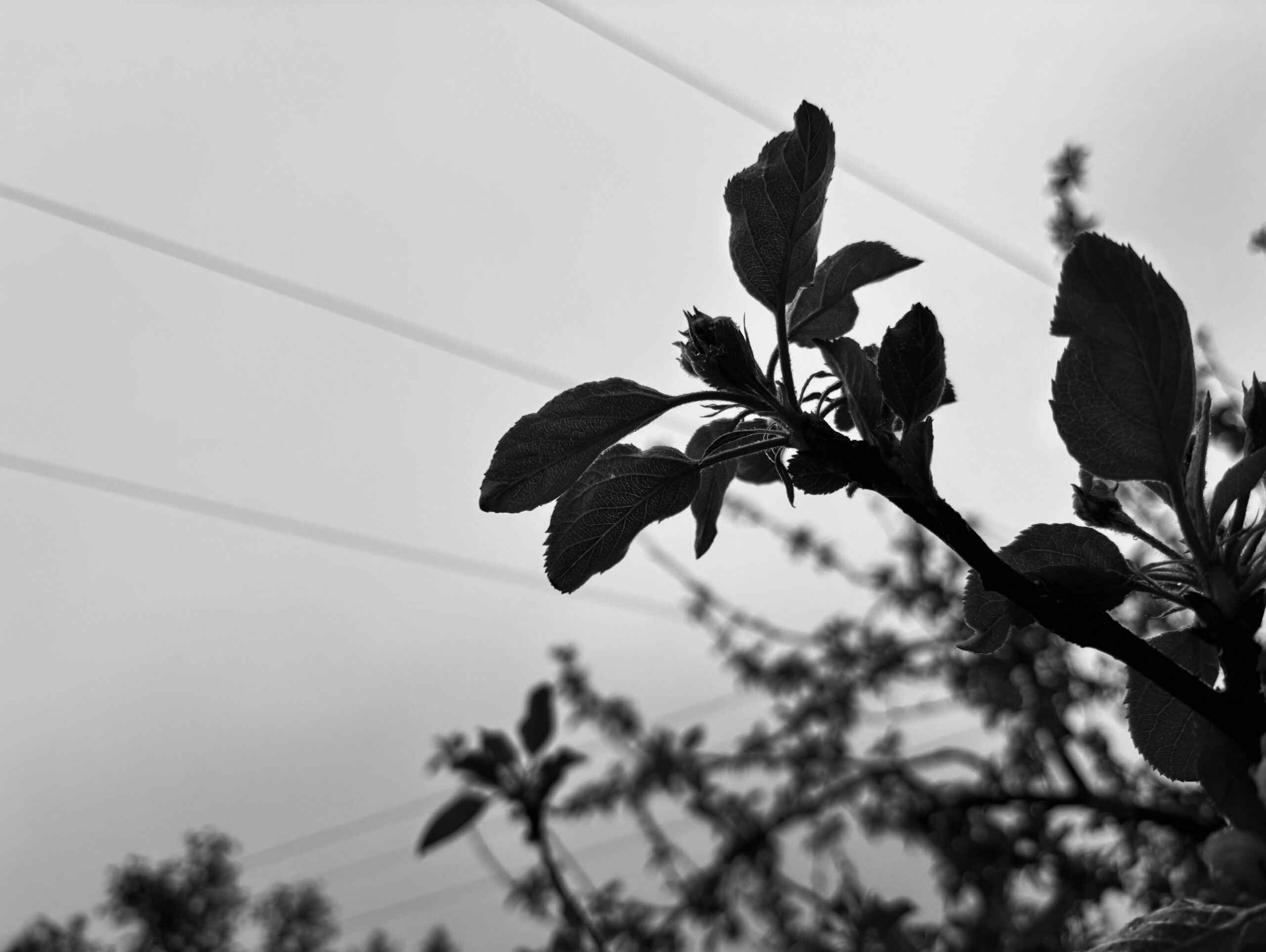 Black and white photo of dark leaves on a tree with a light background.