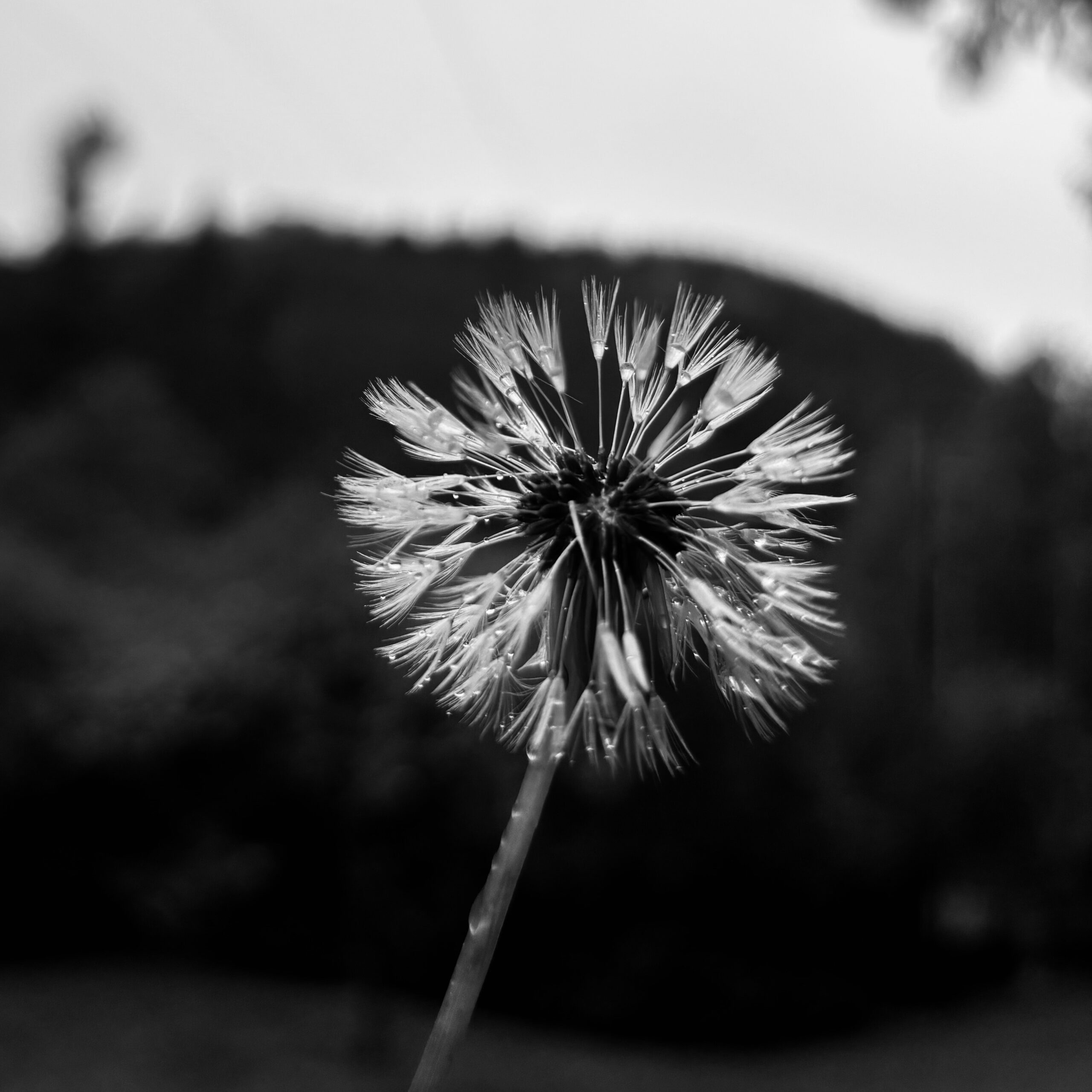 Black and white photo of a dandelion puff on a dark background.